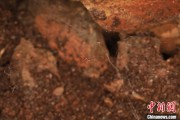 抽签算命江西发现蜘蛛新物种 为研究呵叻蛛属适应区域提供依据