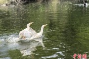 抽签算命吉林：罕见白鸬鹚连续两年“故地重游”