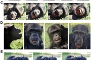 抽签算命国际最新研究：机器人“打哈欠” 黑猩猩被传染